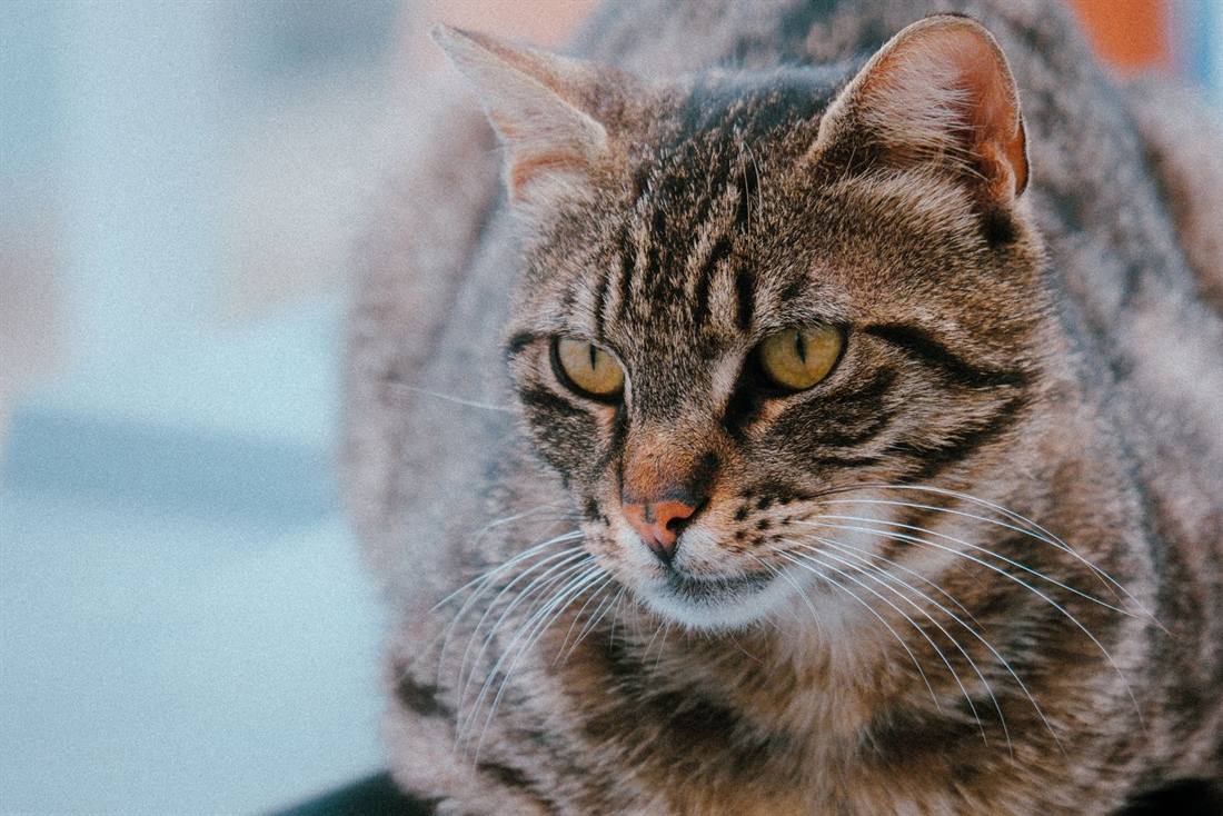 Close-up of a relaxed tabby cat looking toward the camera.