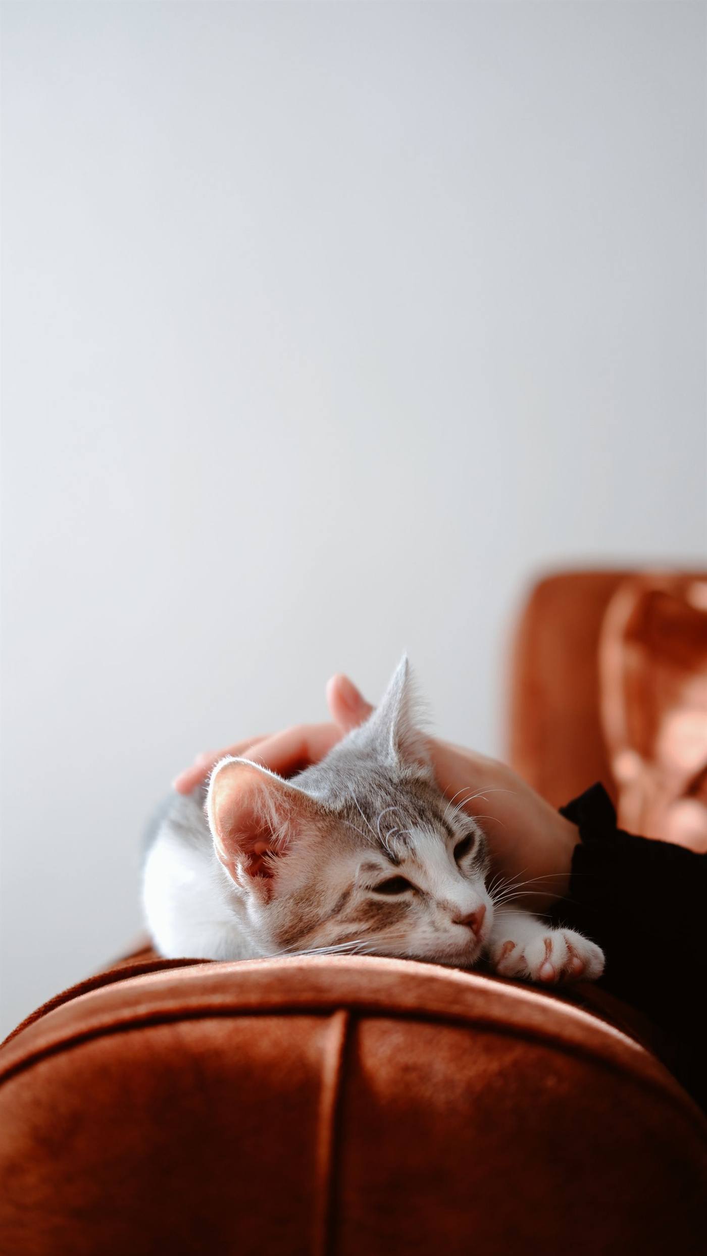 A hand resting gently on a cat lying on a home sofa.
