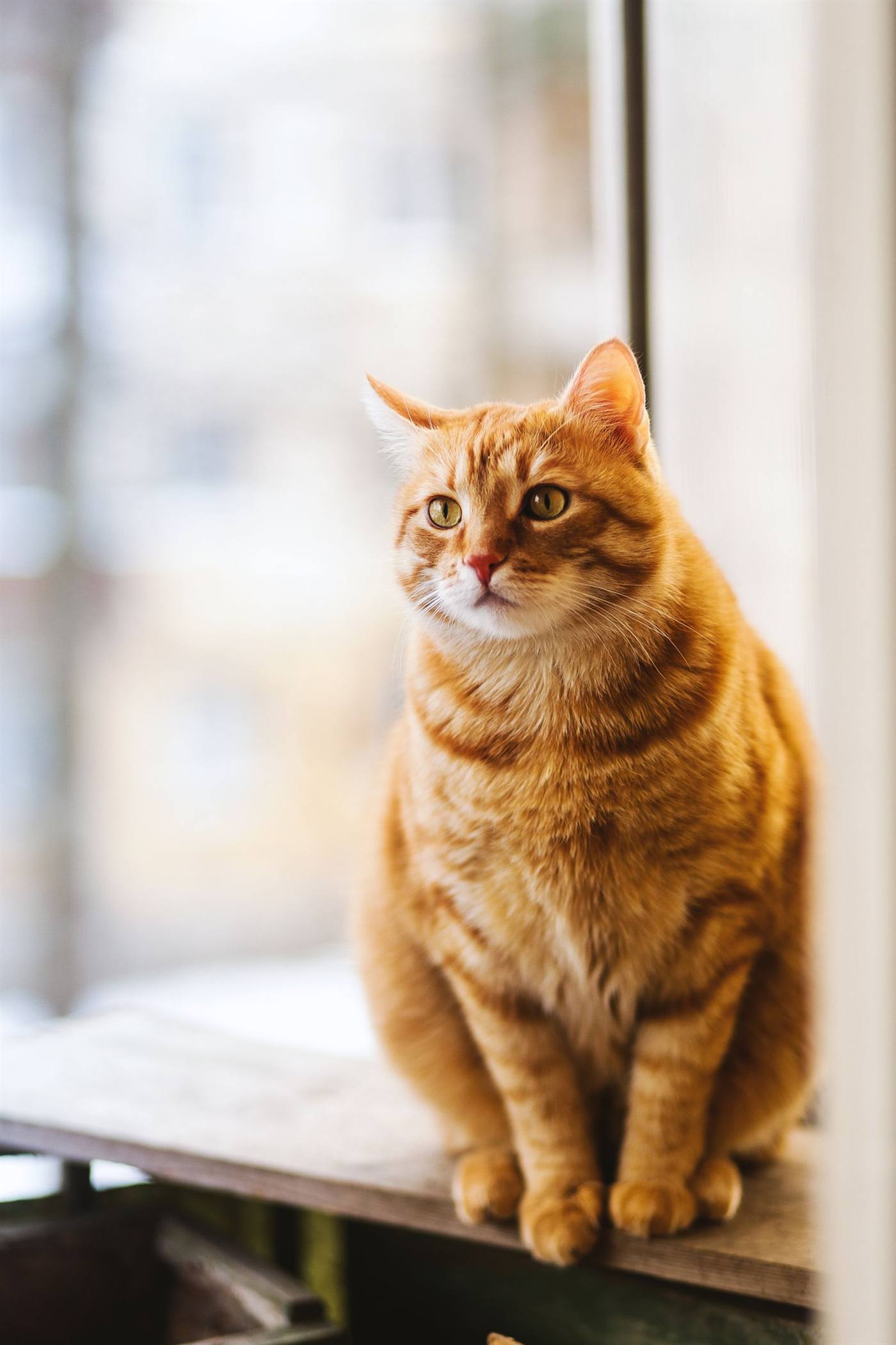 A ginger tabby cat sitting calmly by a bright home window.